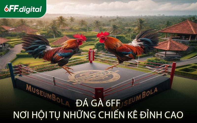 Đá Gà 6FF – Nơi Hội Tụ Những Chiến Kê Đỉnh Cao