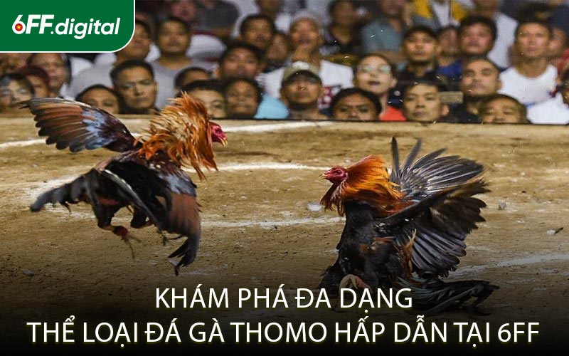 Khám Phá Đa Dạng Thể Loại Đá Gà Thomo Hấp Dẫn Tại 6FF