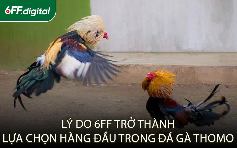 Lý Do 6FF Trở Thành Lựa Chọn Hàng Đầu Trong Đá Gà Thomo