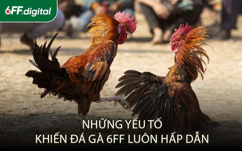 Những Yếu Tố Khiến Đá Gà 6FF Luôn Hấp Dẫn