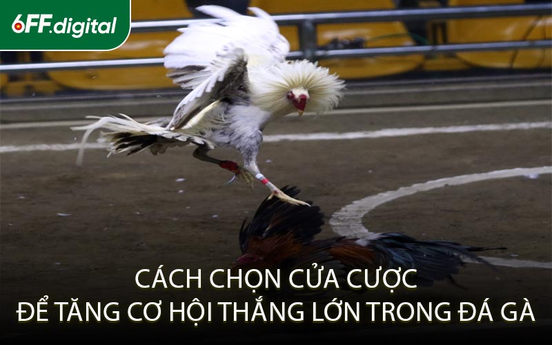 Cách Chọn Cửa Cược Để Tăng Cơ Hội Thắng Lớn Trong Đá Gà